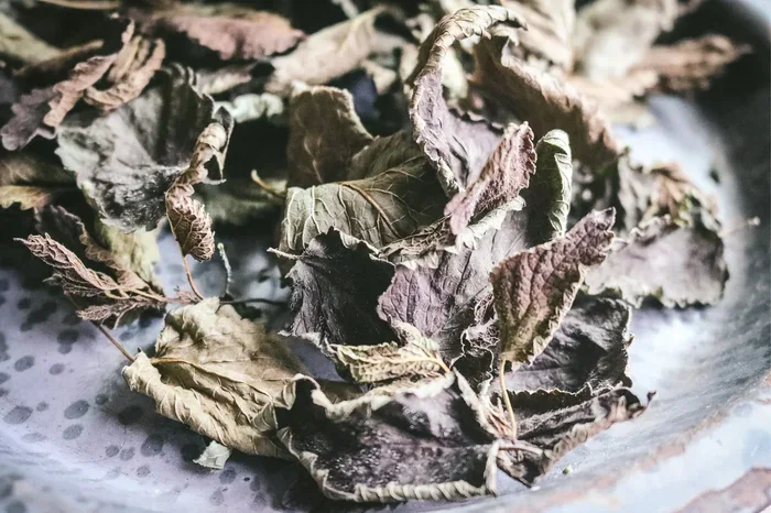 How To Dry Lemon Balm In Oven And Preserve Its Fresh Flavor